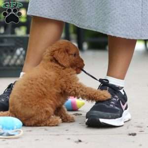 Tucker, Cavapoo Puppy